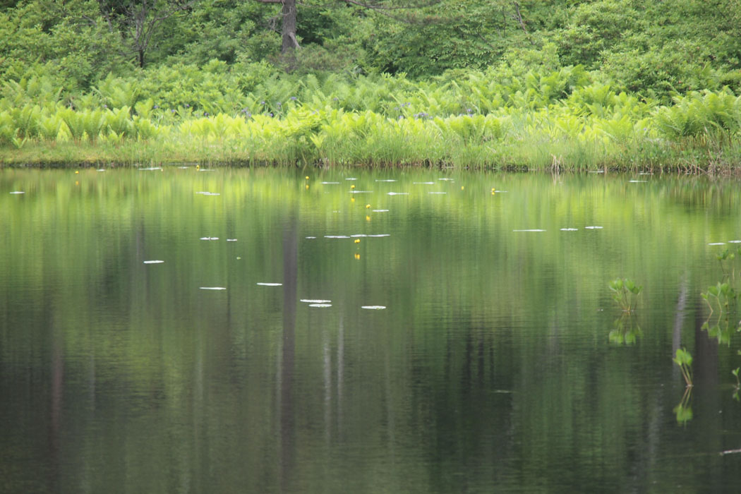 今年も来ました、志賀高原巡り 最初は一沼、丸沼　一沼ではスイレンなどが、丸沼ではニッコウキスゲを見ることが出来ました